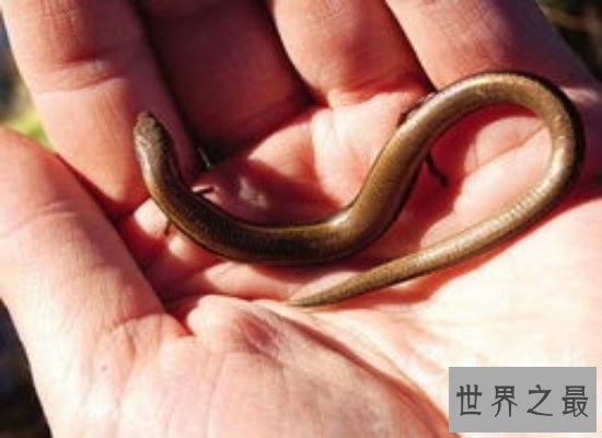 【图】清点世界上最奇异的动物 他们竟有本人的“超能