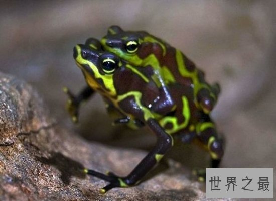 【图】清点世界上最奇异的动物 他们竟有本人的“超能