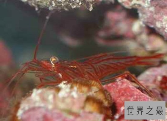 【图】清点世界上最奇异的动物 他们竟有本人的“超能