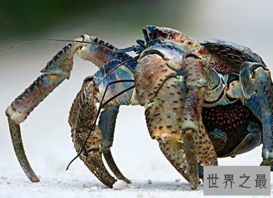 【图】清点世界上最奇异的动物 他们竟有本人的“超能