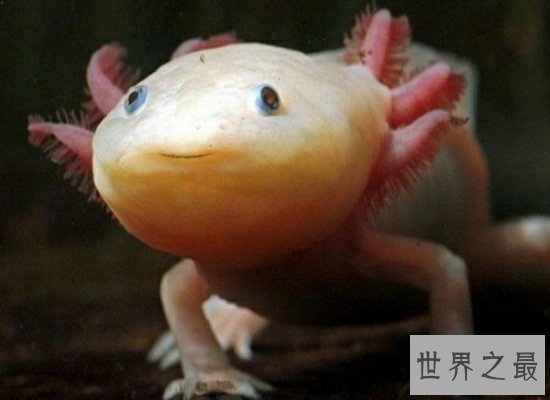 【图】清点世界上最奇异的动物 他们竟有本人的“超能