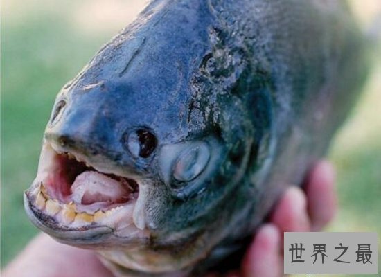 【图】清点世界上最奇异的动物 他们竟有本人的“超能