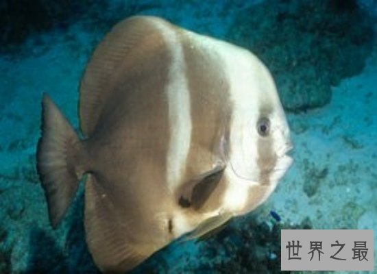 【图】清点世界上最奇异的动物 他们竟有本人的“超能