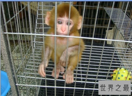 【图】揭秘日本袖珍石猴的生长 并不是真的永远也养不