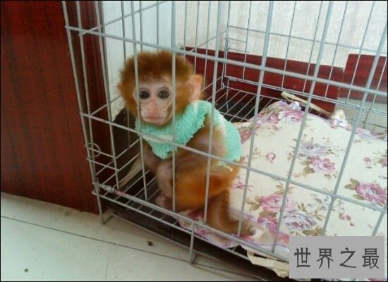 【图】揭秘日本袖珍石猴的生长 并不是真的永远也养不