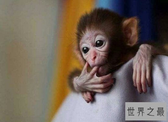 【图】揭秘日本袖珍石猴的生长 并不是真的永远也养不