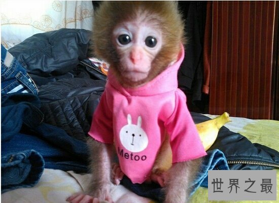 【图】揭秘日本袖珍石猴的生长 并不是真的永远也养不
