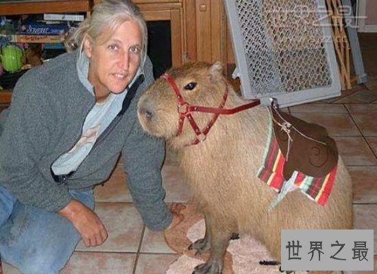 【图】世界上最大的老鼠——身长1米，重达8公斤（巨型