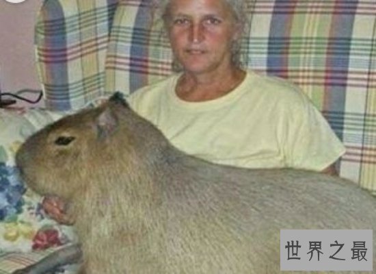 【图】世界上最大的老鼠——身长1米，重达8公斤（巨型