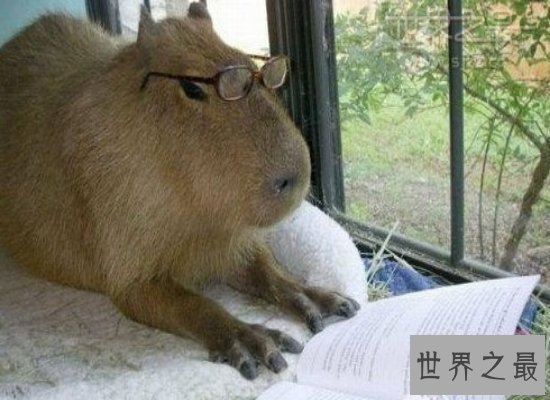 【图】世界上最大的老鼠——身长1米，重达8公斤（巨型