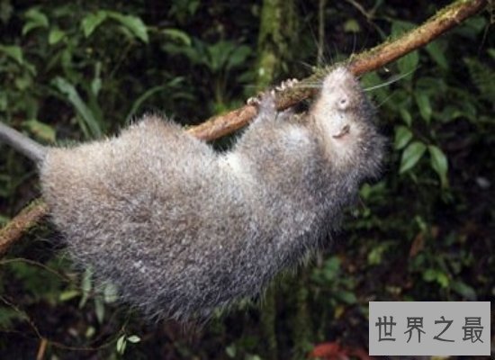 【图】世界上最大的老鼠——身长1米，重达8公斤（巨型