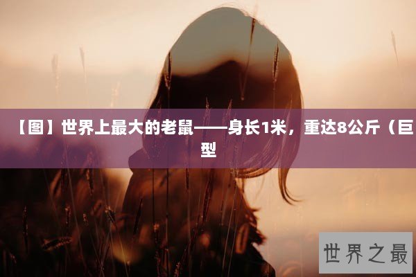 【图】世界上最大的老鼠——身长1米，重达8公斤（巨型