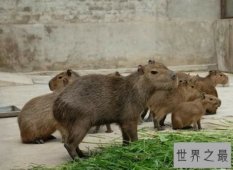 【图】世界上最大的老鼠——身长1米，重达8公斤（巨型