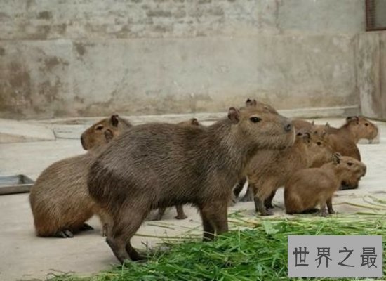 【图】世界上最大的老鼠——身长1米，重达8公斤（巨型