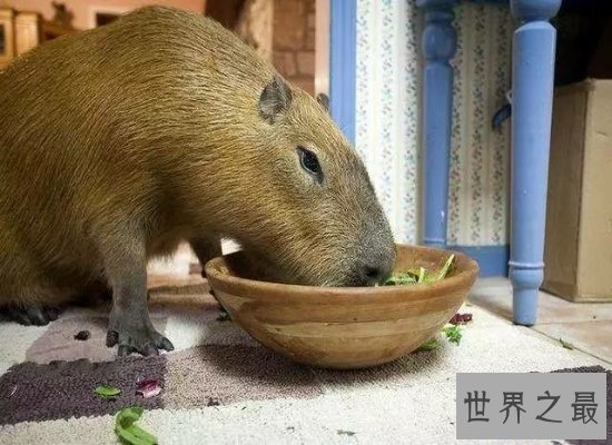 【图】世界上最大的老鼠——身长1米，重达8公斤（巨型