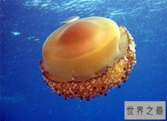 【图】蛋黄水母像一颗水中荷包蛋 属于海洋罕见生物品