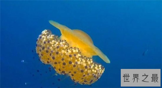 【图】蛋黄水母像一颗水中荷包蛋 属于陆地稀有生物品