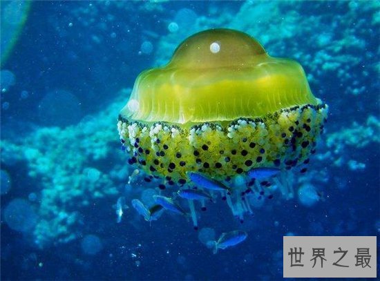 【图】蛋黄水母像一颗水中荷包蛋 属于陆地稀有生物品