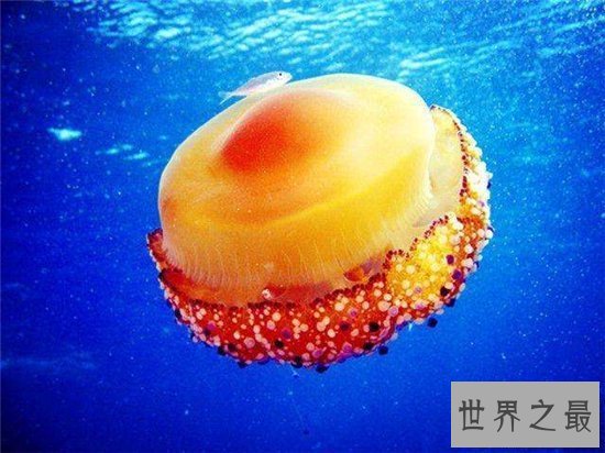 【图】蛋黄水母像一颗水中荷包蛋 属于陆地稀有生物品