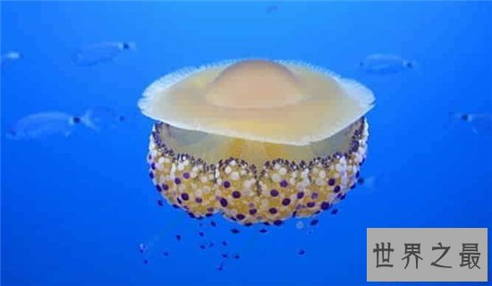 【图】蛋黄水母像一颗水中荷包蛋 属于陆地稀有生物品