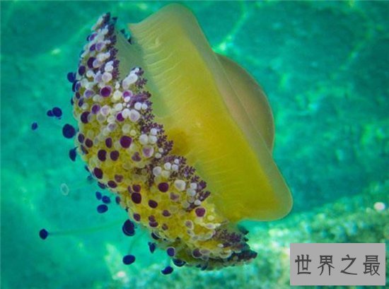 【图】蛋黄水母像一颗水中荷包蛋 属于陆地稀有生物品