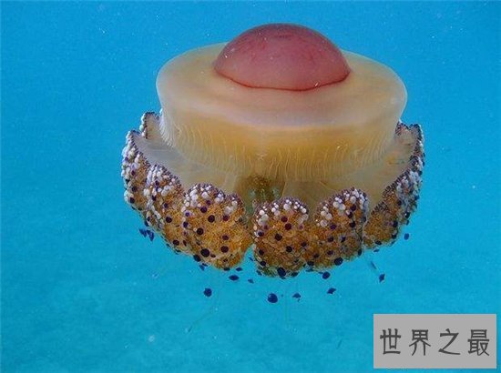 【图】蛋黄水母像一颗水中荷包蛋 属于陆地稀有生物品