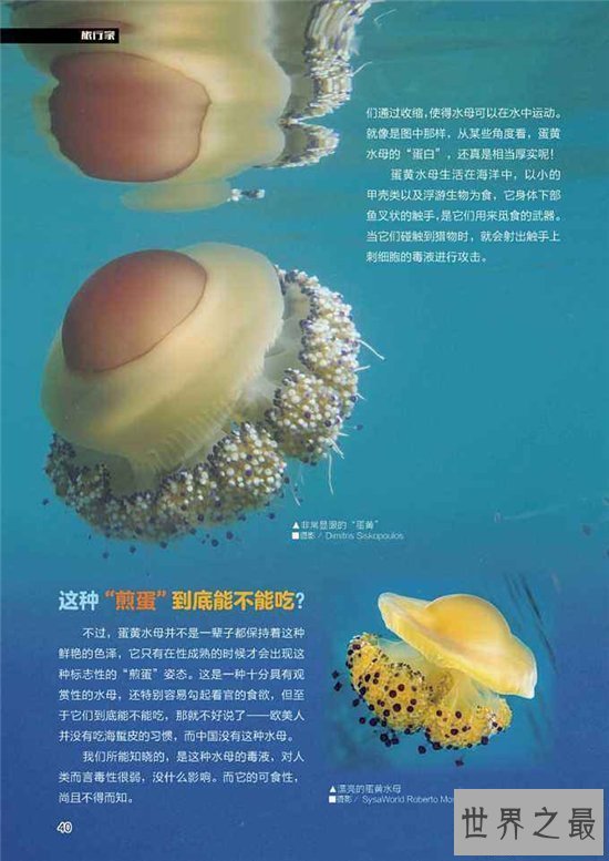 【图】蛋黄水母像一颗水中荷包蛋 属于陆地稀有生物品