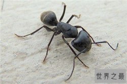 【图】家里有蚂蚁怎么办 多种家常妙招让你消灭它们