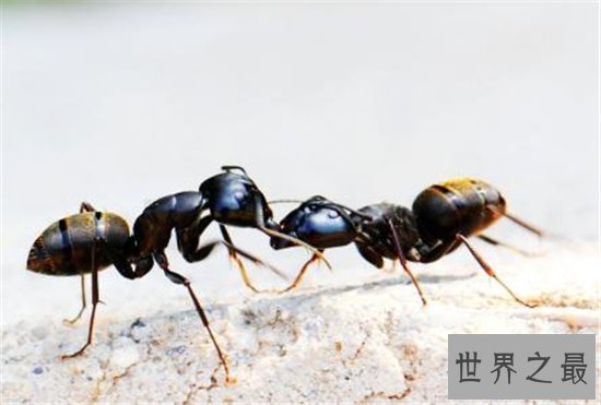 【图】家里有蚂蚁怎样办 多种家常妙招让你毁灭它们