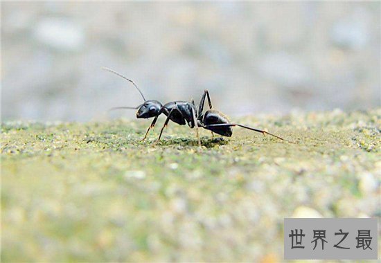 【图】家里有蚂蚁怎样办 多种家常妙招让你毁灭它们