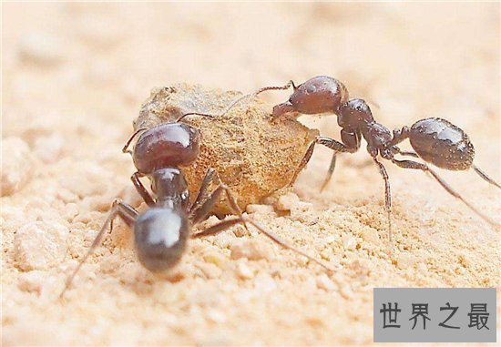 【图】家里有蚂蚁怎样办 多种家常妙招让你毁灭它们