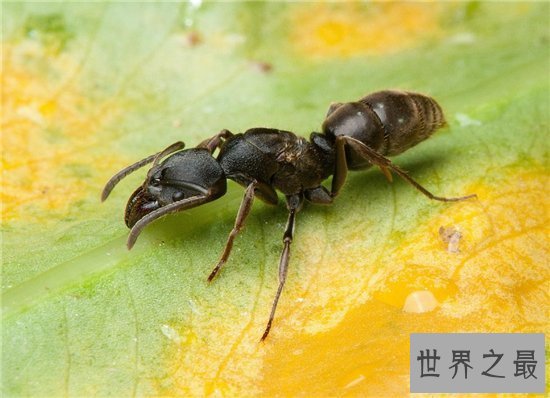 【图】家里有蚂蚁怎样办 多种家常妙招让你毁灭它们