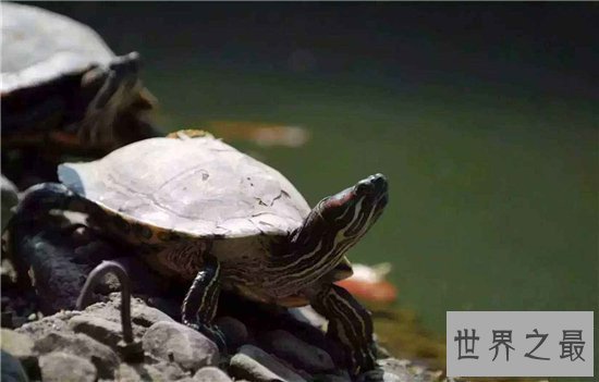 【图】梦见乌龟是什么意思 不同的梦幻代表不同的含义