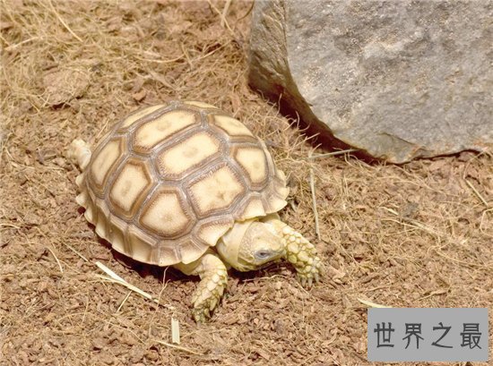 【图】梦见乌龟是什么意思 不同的梦幻代表不同的含义