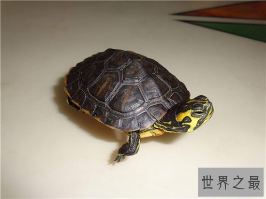 【图】梦见乌龟是什么意思 不同的梦幻代表不同的含义