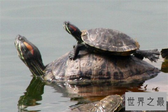 【图】梦见乌龟是什么意思 不同的梦幻代表不同的含义