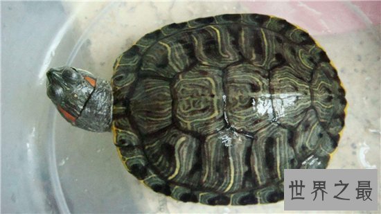 【图】梦见乌龟是什么意思 不同的梦幻代表不同的含义