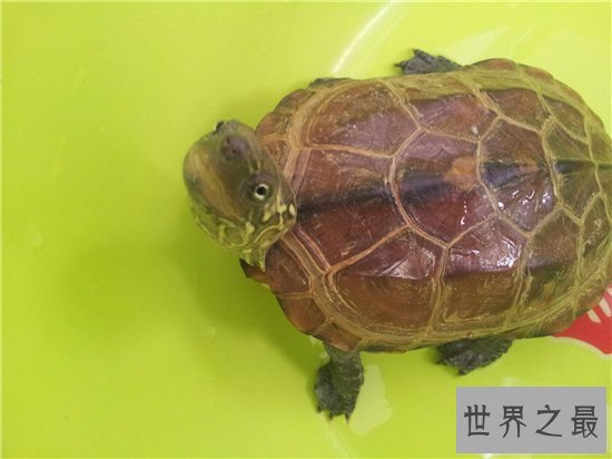 【图】梦见乌龟是什么意思 不同的梦幻代表不同的含义