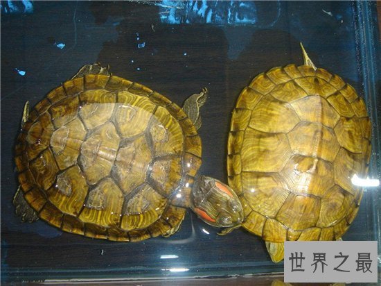 【图】梦见乌龟是什么意思 不同的梦幻代表不同的含义