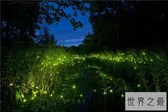 【图】萤火虫为什么会发光 透明皮肤体内含有荧光素