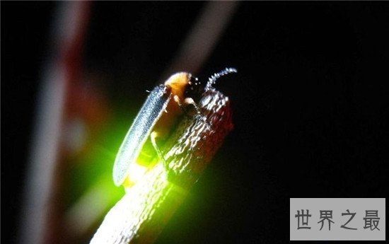 【图】萤火虫为什么会发光 透明皮肤体内含有荧光素