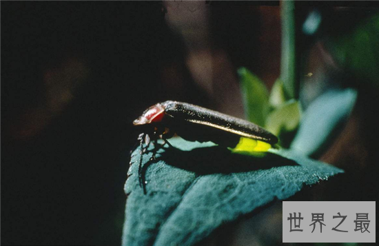 【图】萤火虫为什么会发光 透明皮肤体内含有荧光素