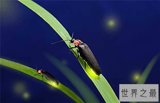 【图】萤火虫为什么会发光 透明皮肤体内含有荧光素