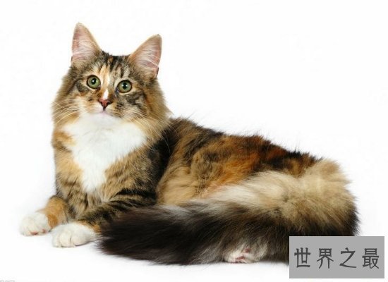 【图】体型最大的猫——缅因猫，身长1.2米（被称为“