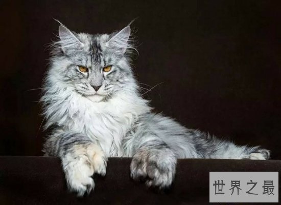 【图】体型最大的猫——缅因猫，身长1.2米（被称为“
