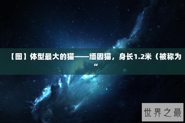 【图】体型最大的猫——缅因猫，身长1.2米（被称为“