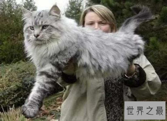 【图】体型最大的猫——缅因猫，身长1.2米（被称为“