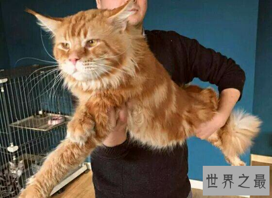 【图】体型最大的猫——缅因猫，身长1.2米（被称为“
