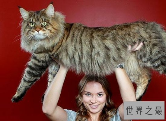 【图】体型最大的猫——缅因猫，身长1.2米（被称为“
