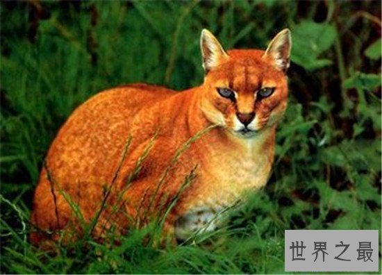 【图】动物界十大厉害野猫 眼神犀利让人感到害怕